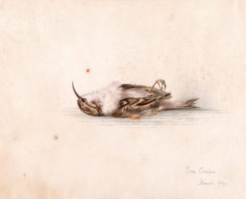 The water colour