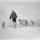 Antarctic Heritage Trust - dogs