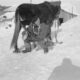 Antarctic Heritage Trust - pony snowshoes