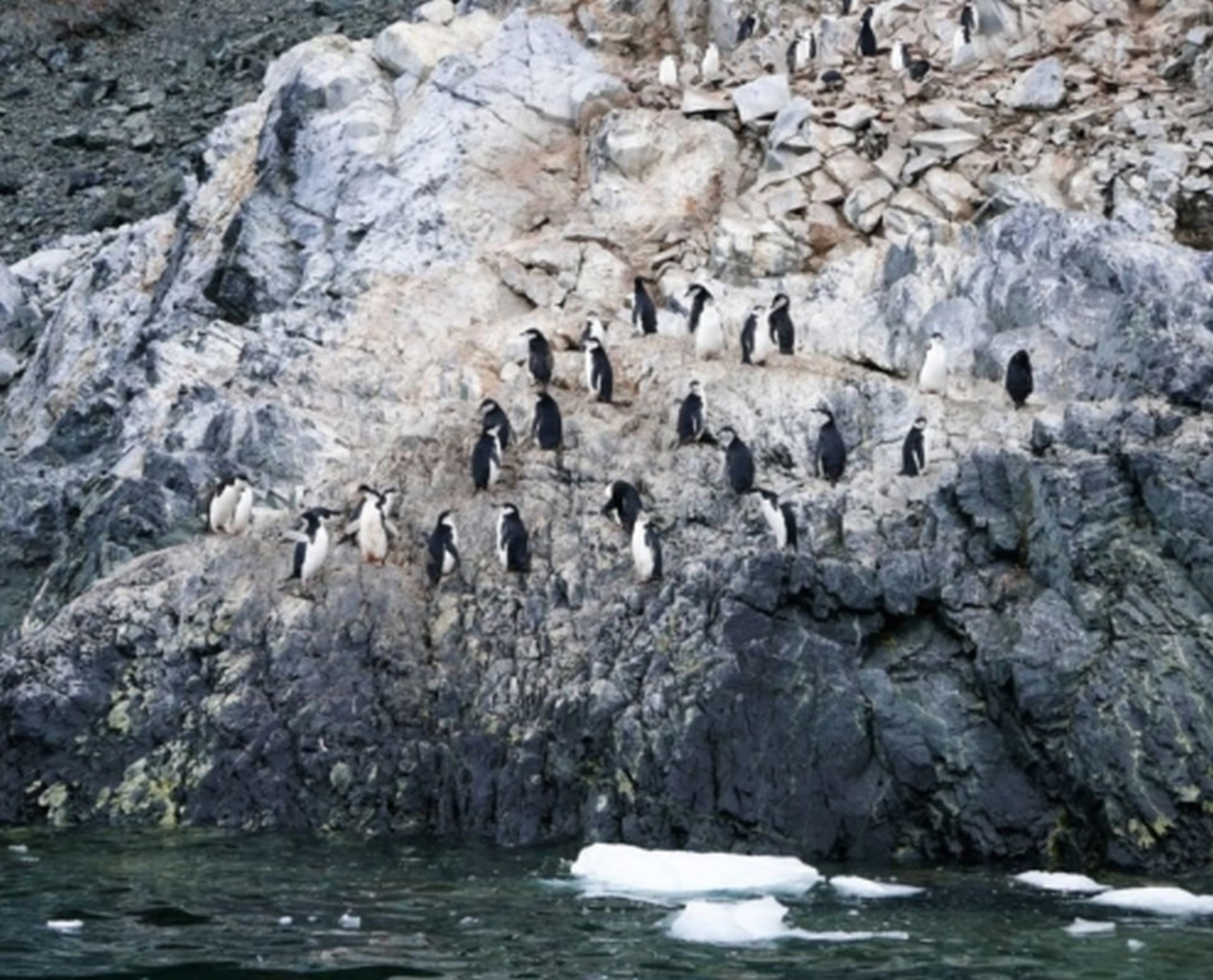 Perching chinstraps penguins.