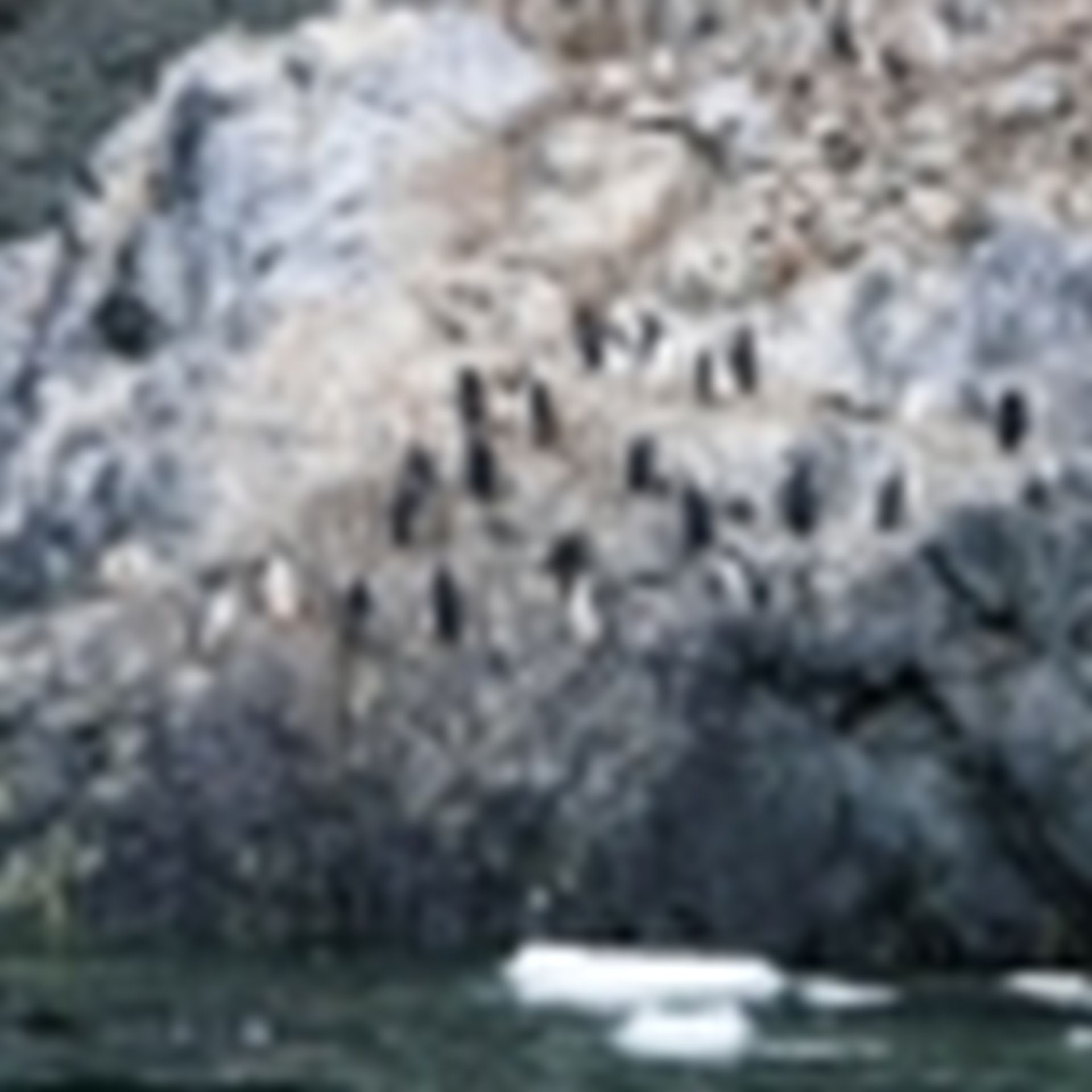 Perching chinstraps penguins.