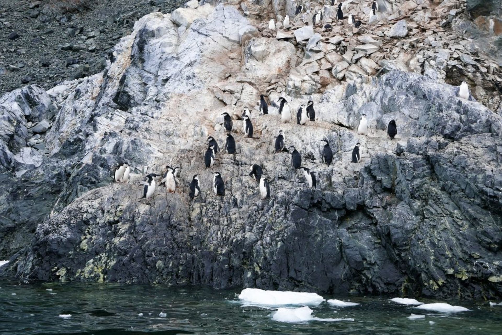 Perching chinstraps penguins. Perching chinstraps penguins.