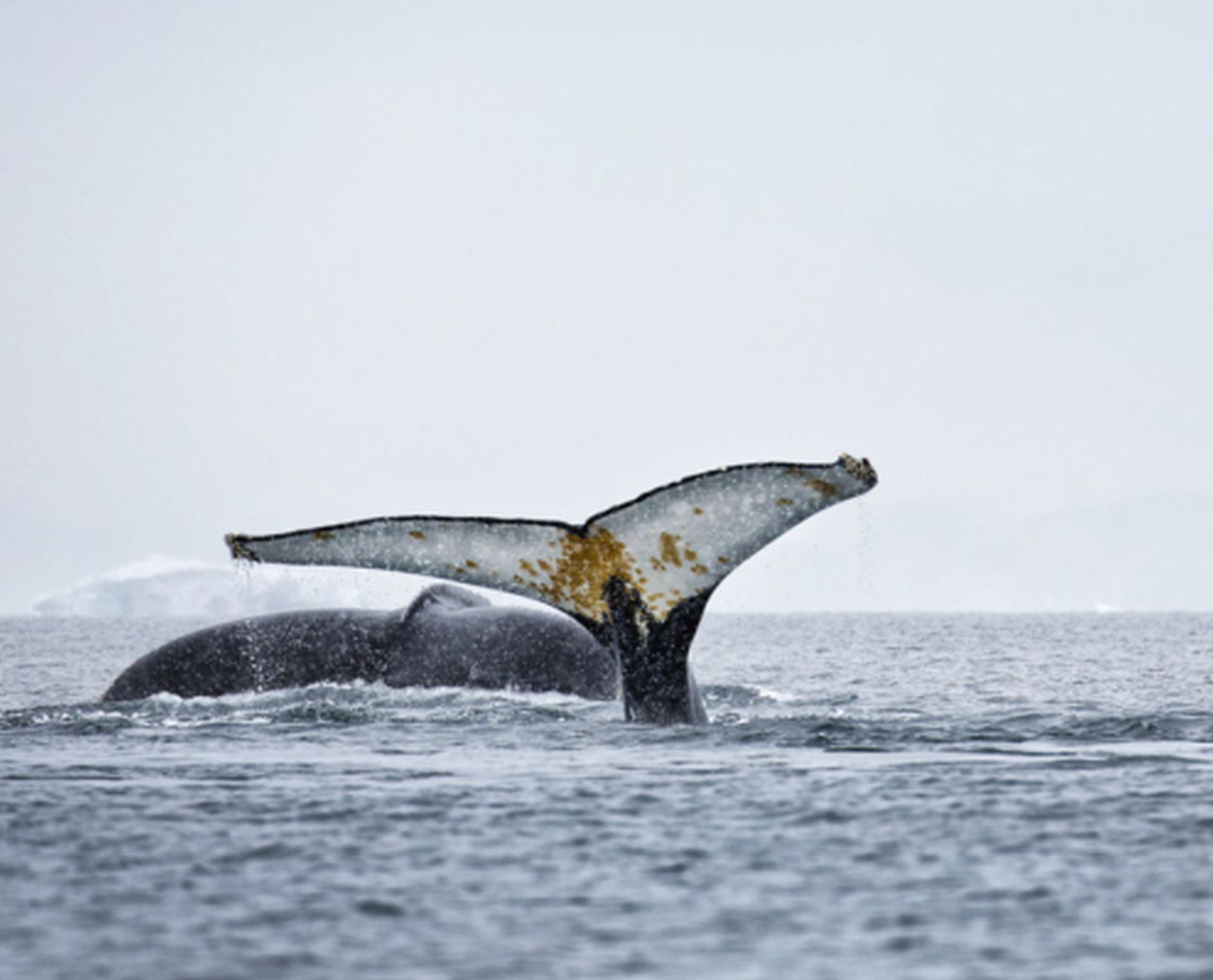 We found the whales