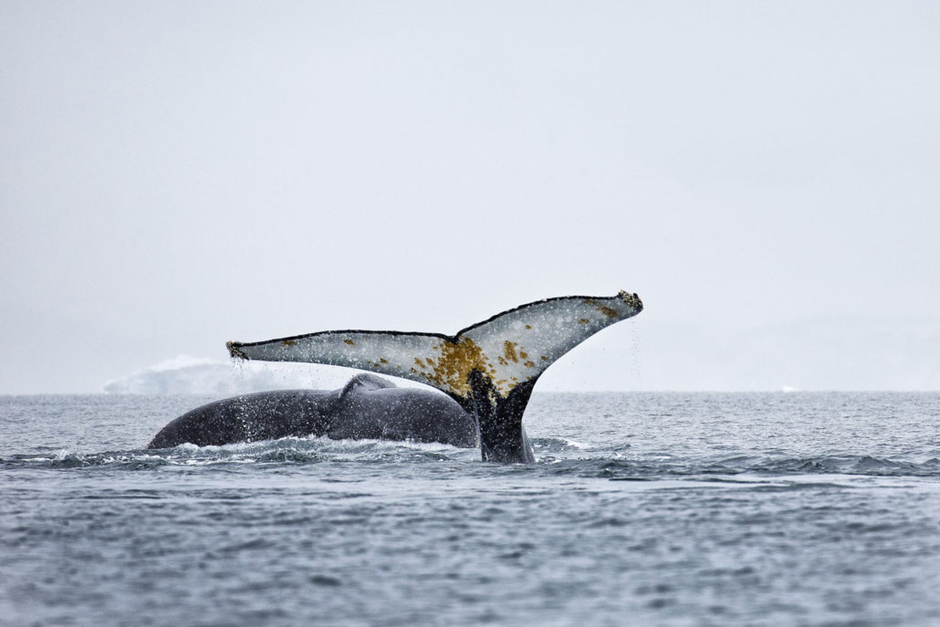 Whales Ahoy | Antarctic Heritage Trust