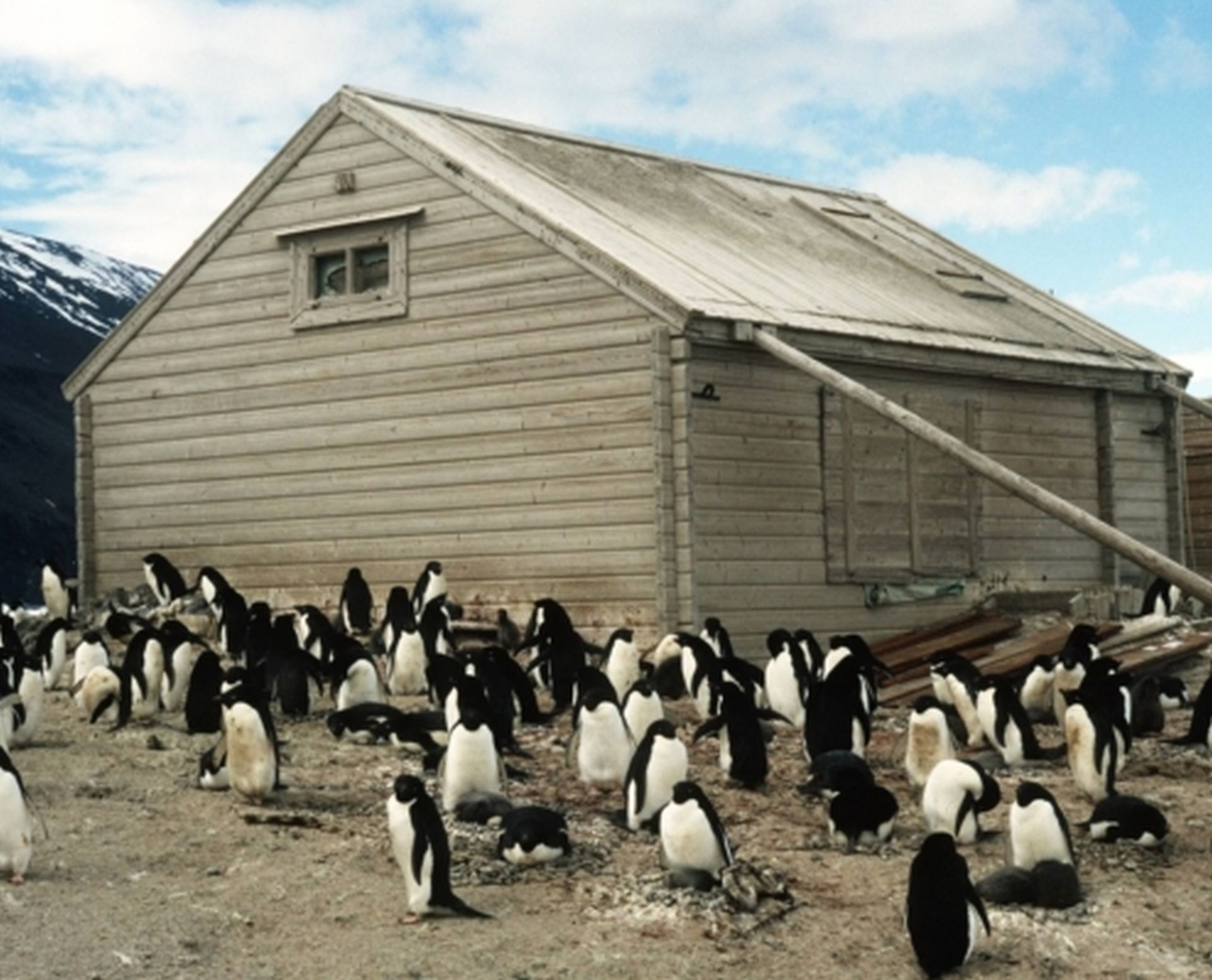 Borchgrevink’s hut at Cape Adare is built amongst a colony of over 400,000 breeding pairs of Adelie penguins.