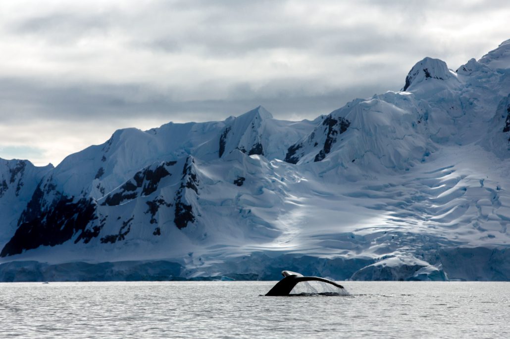 Whale, Antarctic Peninsula.