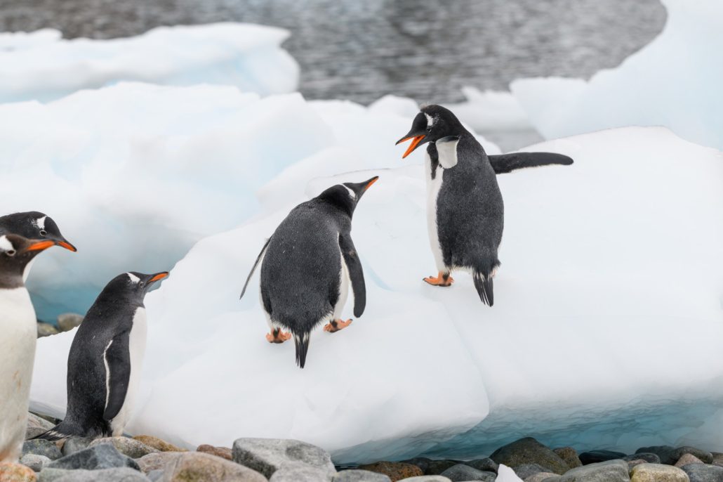 Penguins, Antarctic Peninsula 2019