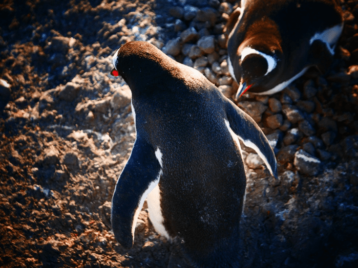 Often just by standing still, penguins would pass by within close proximity of us and we had wonderful closeup views of their behaviour, their plumage..and yes, their guano