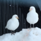 A pair of snowy sheathbills, much maligned