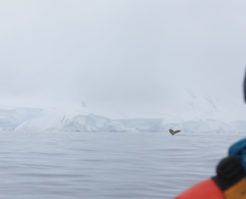 Antarctic waters
