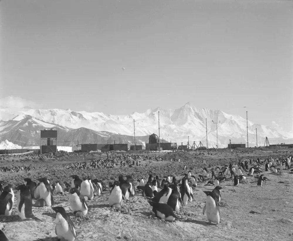 Penguin rookery