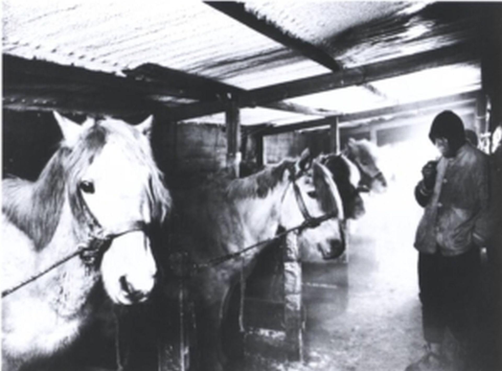 Ponies in stable 25 May 1911 H Ponting Cant Museum