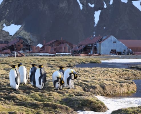 King penguins near Stromness whaling station Antarctic Heritage Trust South Georgia Inspiring Explorers Expedition