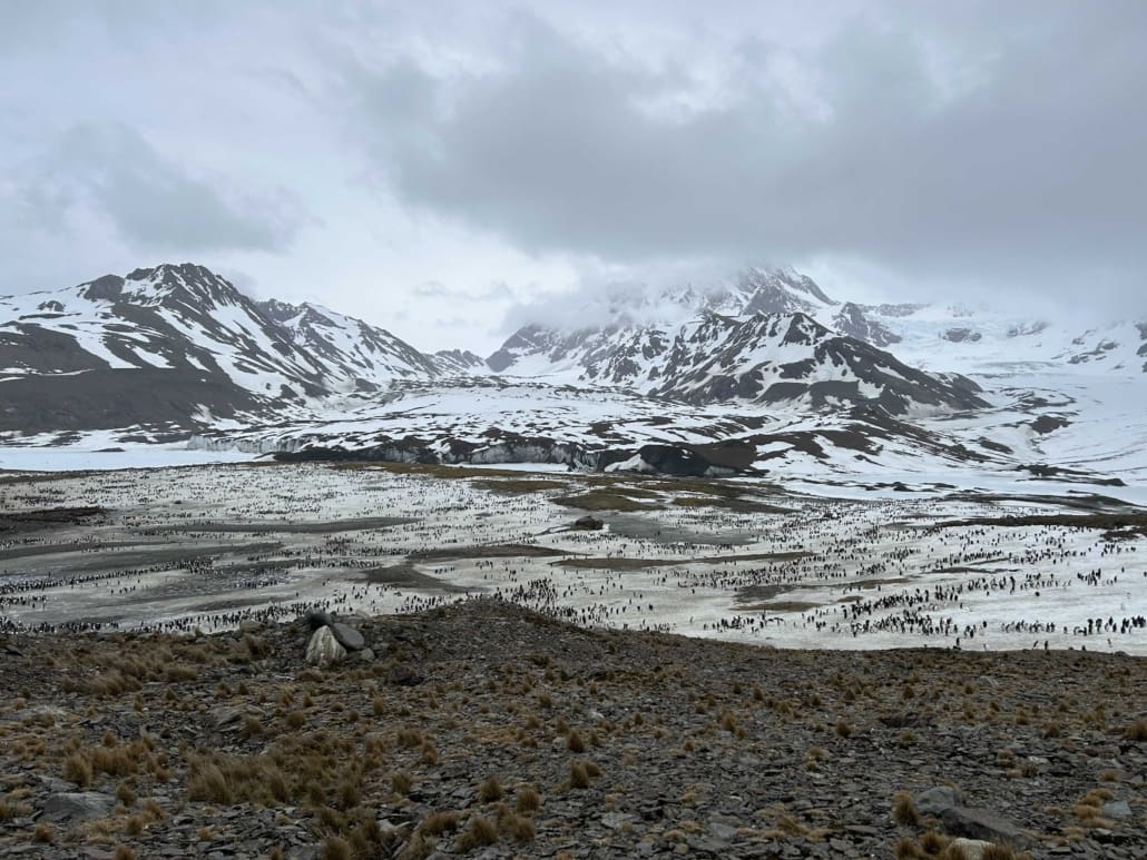 King penguin rookery at St Andrews Bay Inspiring Explorers Expedition South Georgia Antarctic Heritage Trust