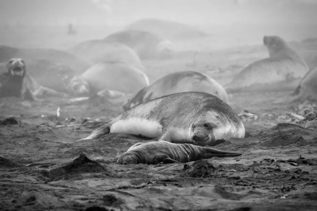 Adult and juvenile elephant seals lay on sand.
