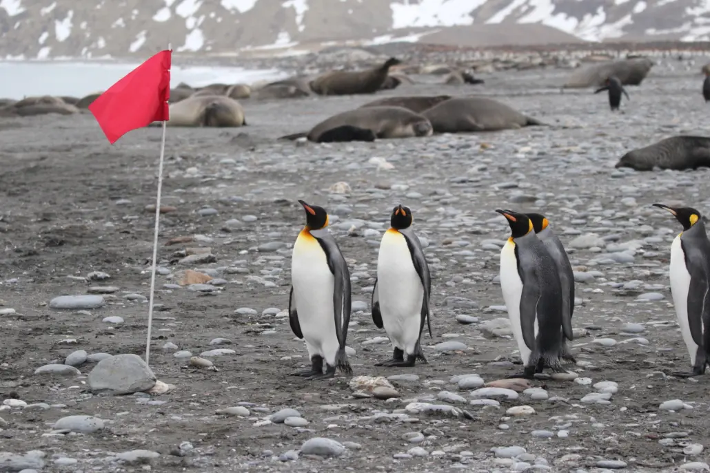 Several king penguins looking at a red flag planted in the ground.