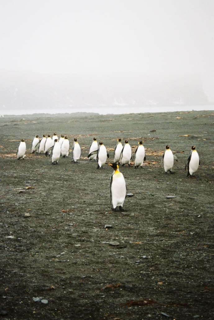King penguins.