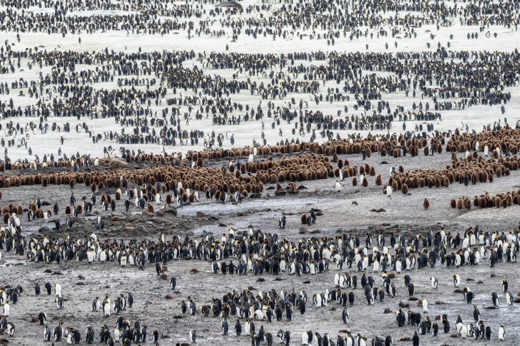 A photograph of thousands of penguins.