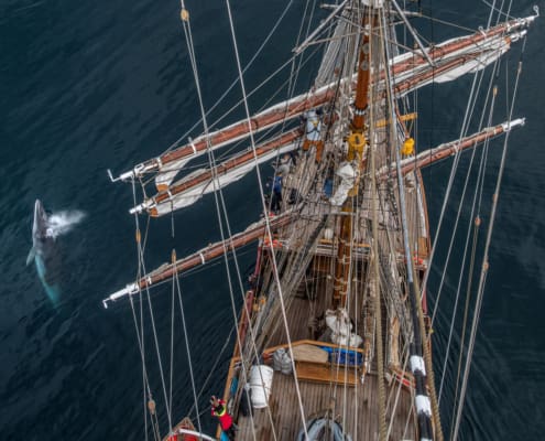 Bark EUROPA sailing past incredible wildlife. © Bark EUROPA/Jordi Plana Moales