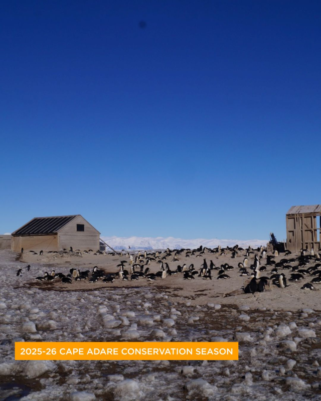 The Cape Adare team are back home after undertaking crucial data gathering at Carsten Borchgrevink's British Antarctic ‘Southern Cross’ Expedition (1898-1900) base.

In the 2024-25 season, our team worked with Antarctica New Zealand and the New Zealand Defence Force to support the investigation of historic ordnance at the site. No ordnance was discovered that would put the Trust’s conservation teams at risk while working at site, allowing us to return this season to continue our work.

The team made the most of a short weather window and achieved an outstanding amount of progress across the site. 

Key achievements included the first condition assessment of Nicolai Hanson’s grave since 2003. Nicolai Hanson was the first known death in Antarctica from what was thought to be beriberi. He was laid to rest high on Cape Adare, overlooking Ridley Beach where the hut stands. His grave is marked by a boulder and an iron cross that continues to serve as his headstone.

The team also captured aerial photogrammetry by drone, completed the first laser scanning of the hut and surrounding environment, the first survey of the huts and South Beach since 1972, and a full review of camp infrastructure and stored materials. 

Borchgrevink's hut is the only Antarctic explorer base yet to receive major conservation work, in part due to its extremely remote location. Reaching the site requires complex logistics and significant international collaboration. We're hugely grateful to Antarctica New Zealand, the Italian Antarctic Program, and the United States Antarctic Program for their support. 

Major conservation of this site will be happening in future seasons. If you would like to help ensure this historic site is conserved for future generations, please consider supporting our work through our Link in Bio. 

📸1.  Borchgrevink's and Scott’s Northern Party huts. 2. Gord Macdonald using a drone to capture aerial photographs of the huts and surrounding area.  3. Doug Henderson undertaking ground investigation. © AHT/Lucy Hayes-Stevenson. 4. L-R: Gord Macdonald, Doug Henderson, and Lucy Hayes-Stevenson ready to board the plane with collaboration from USAP. © AHT/Doug Henderson