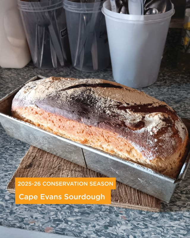 Our conservation team make a lot of their supplies while based at Cape Evans. This year they created pizzas and sourdough bread. Looks pretty impressive! The team said it was one hundred percent local sourdough which brought plenty of smiles. What is the one thing you would make if you were down in Antarctica?

📷1& 2: Sourdough made by the Conservation team at Cape Evans. 3: Pizza to celebrate seeing in the New Year at Cape Evans. © AHT/Martin Herrmann